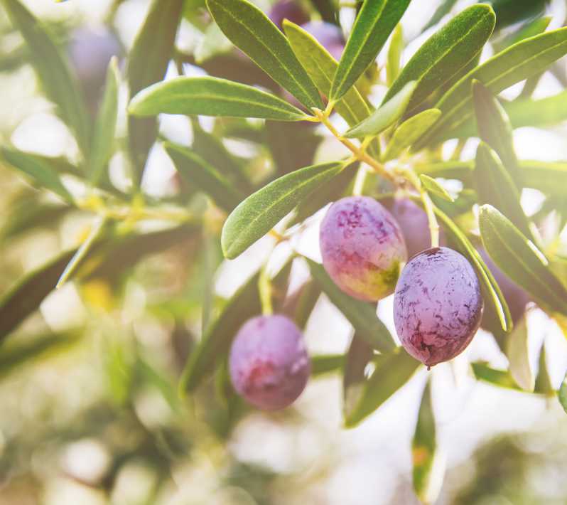Aceitunas verdes y maduras seleccionadas para producir aceite de oliva TuAceite de siempre