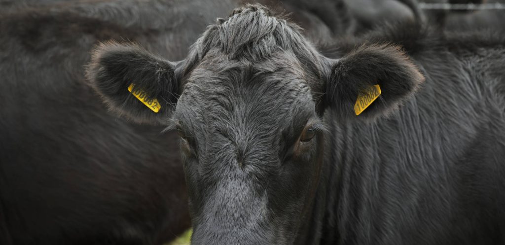 Primer plano de res Angus de Don Angus como símbolo de origen natural