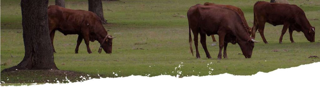 Ganado retinto en la dehesa como símbolo de origen natural