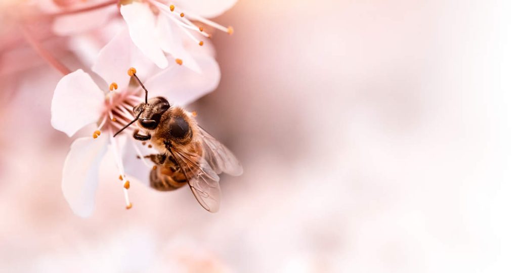 Flor con abeja polen miel de flores
